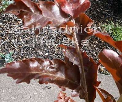 buk - Fagus sylvatica 'Red Obelisk'.