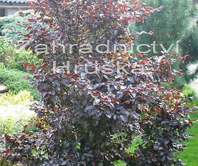 buk - Fagus sylvatica 'Red Obelisk'.