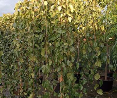 bříza - Betula jacquemontii 'Long Trunk'