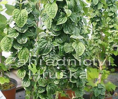 svída - Cornus sanguinea 'Compressa' KM