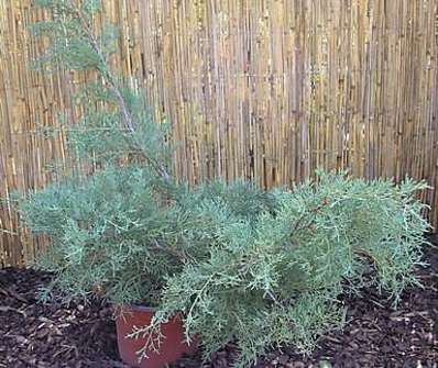 jalovec - Juniperus media 'Pfitzeriana Glauca'