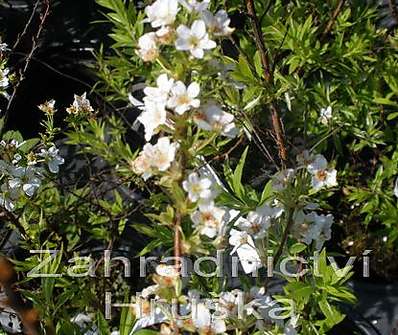 tavolník - Spiraea thunbergii 'Fujino-Pink'