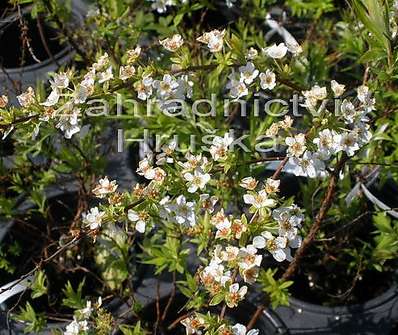 tavolník - Spiraea thunbergii 'Fujino-Pink'