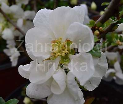 kdoulovec - Chaenomeles superba 'Jet Trail'