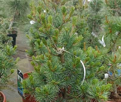 borovice - Pinus parviflora 'Negishi'