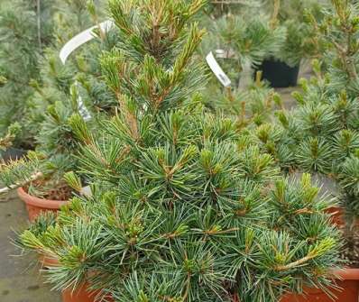 borovice - Pinus parviflora 'Negishi'