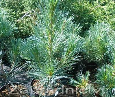 Borovice - Pinus strobus 'Fastigiata'