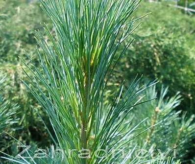 Borovice - Pinus strobus 'Fastigiata'