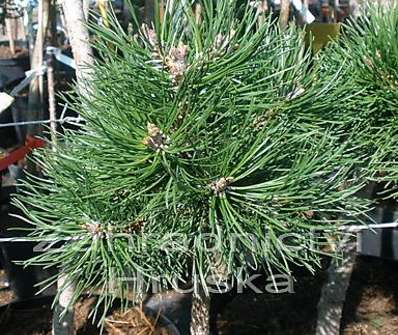 borovice - Pinus uncinata 'Horní Halže'