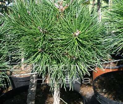 borovice - Pinus uncinata 'Horní Halže'