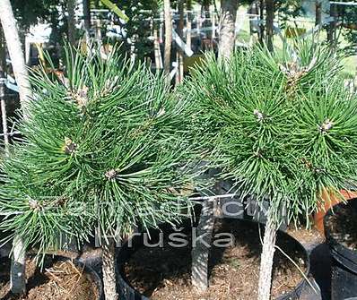 borovice - Pinus uncinata 'Horní Halže'