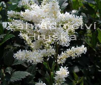 Astilbe japonica Ellie