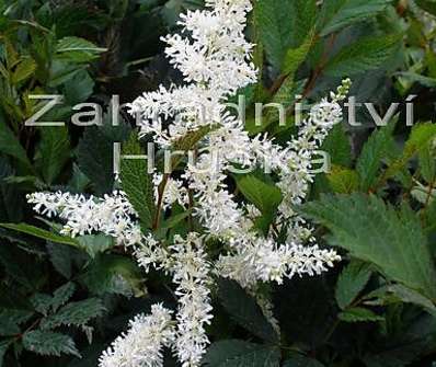 Astilbe japonica Ellie