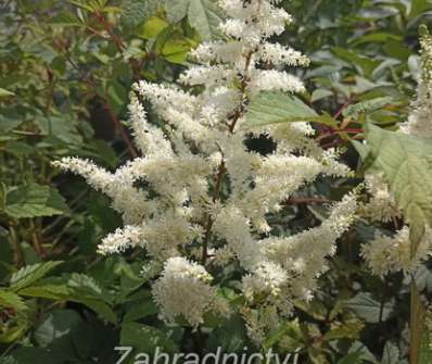 Astilbe japonica Ellie