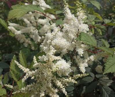 Astilbe japonica Ellie