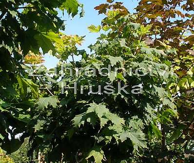 javor - Acer platanoides 'Globosum'..