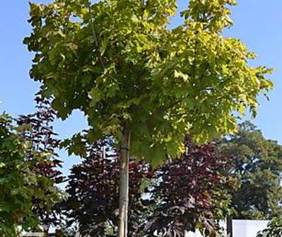 javor - Acer platanoides 'Globosum'.