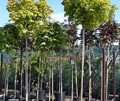 javor - Acer platanoides 'Globosum'.