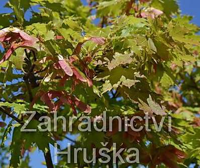 javor - Acer platanoides 'Globosum'.