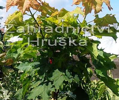 javor - Acer platanoides 'Golden Globe'.