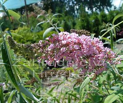 komule - Buddleja davidii 'Pink Delight'