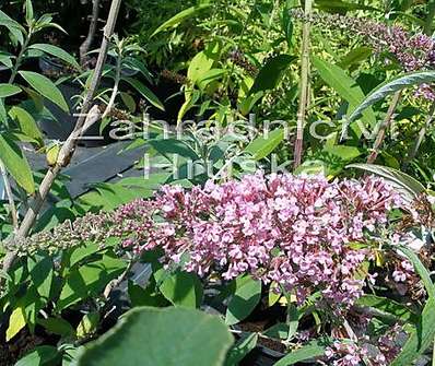 komule - Buddleja davidii 'Pink Delight'