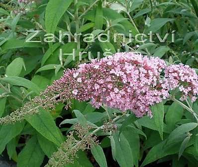 komule - Buddleja davidii 'Pink Delight'