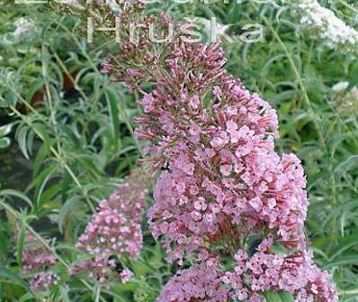 komule - Buddleja davidii 'Pink Delight'