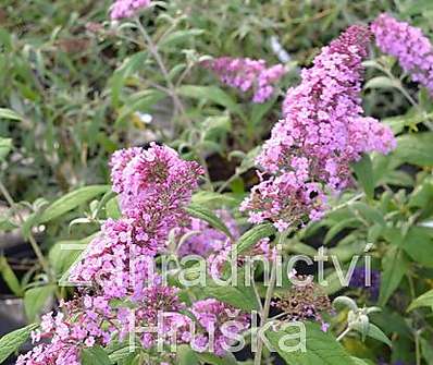 komule - Buddleja davidii 'Pink Delight'