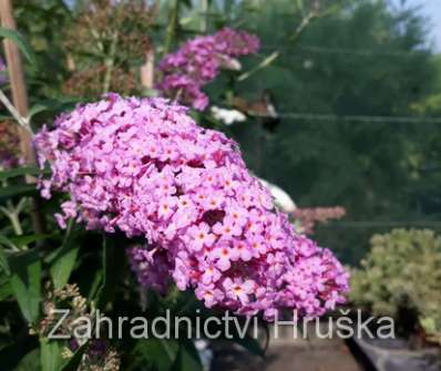 komule - Buddleja davidii 'Pink Delight'