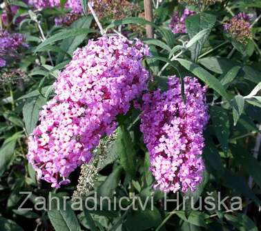 komule - Buddleja davidii 'Pink Delight'