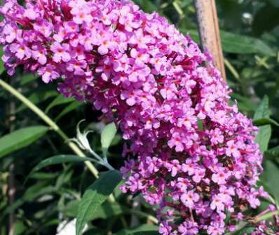 komule - Buddleja davidii 'Pink Delight'