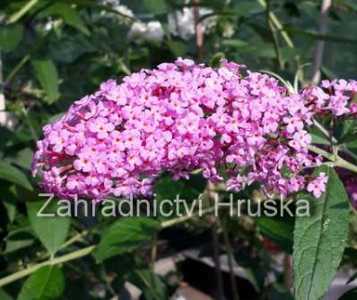 komule - Buddleja davidii 'Pink Delight'