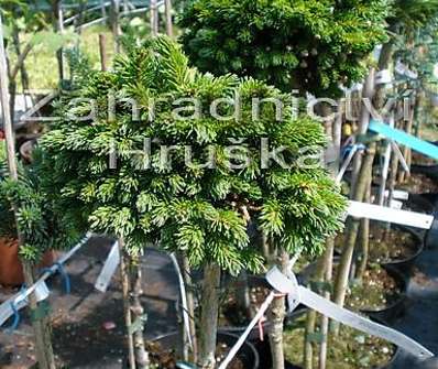 smrk - Picea abies 'Prokopka' KM