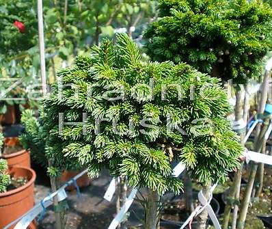 smrk - Picea abies 'Prokopka' KM