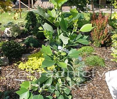 liriovník - Liriodendron tulipifera 'Ardis'