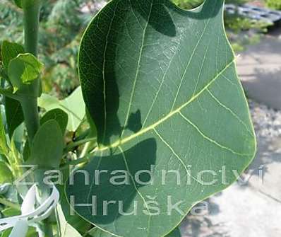 liriovník - Liriodendron tulipifera 'Ardis'