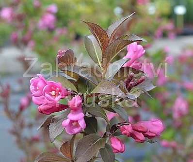 vajgelie - Weigela florida 'Foliis Purpureis'