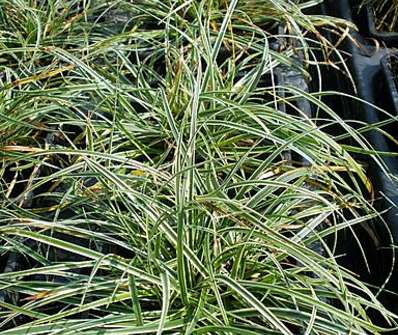 ostřice - Carex conica 'Variegata'