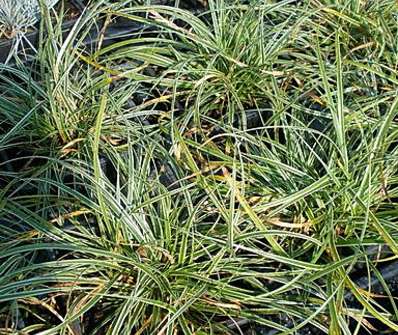 ostřice - Carex conica 'Variegata'