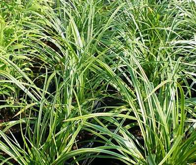 ostřice - Carex morowii 'Variegata'