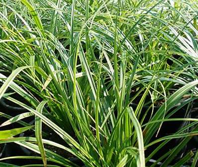 ostřice - Carex morowii 'Variegata'