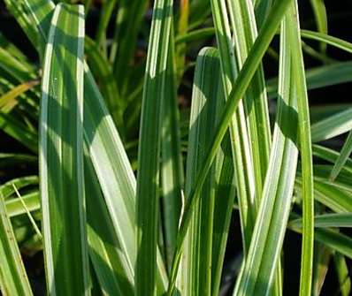 ostřice - Carex morowii 'Variegata'