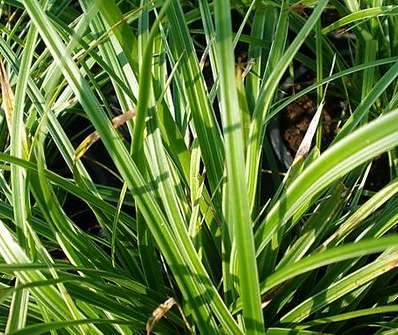 ostřice - Carex morowii 'Variegata'