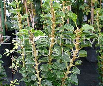 břečťan - Hedera helix 'Erecta'