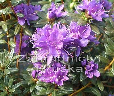 Rhododendron 'Purple Pilow'