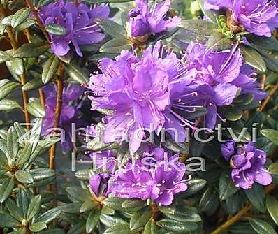 Rhododendron 'Purple Pilow'