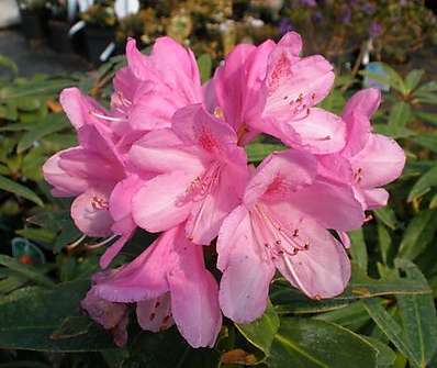 Rhododendron 'Graziella'