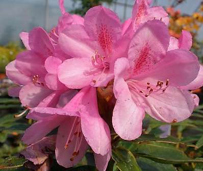 Rhododendron 'Graziella'