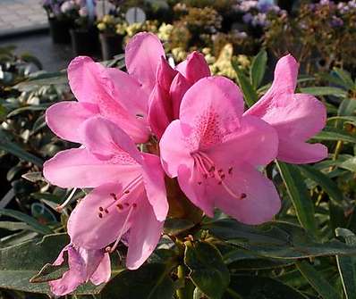 Rhododendron 'Graziella'